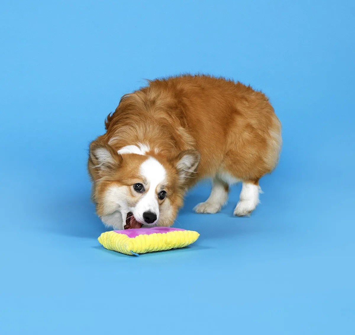 BARK Toaster Poodle Plush Dog Toy