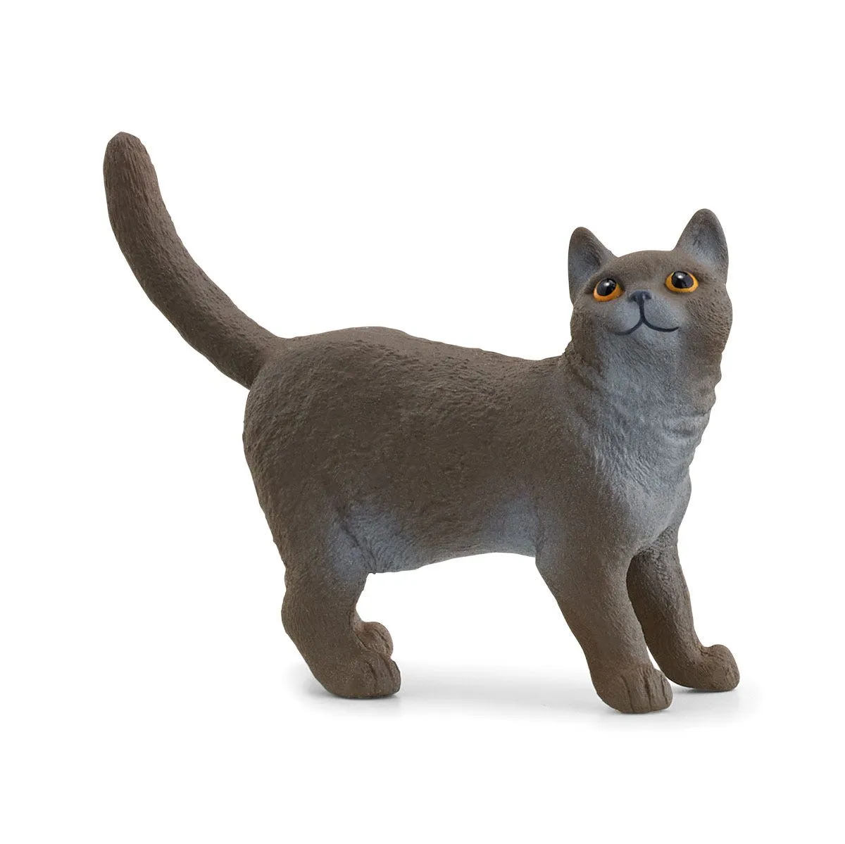 British Shorthair Cat