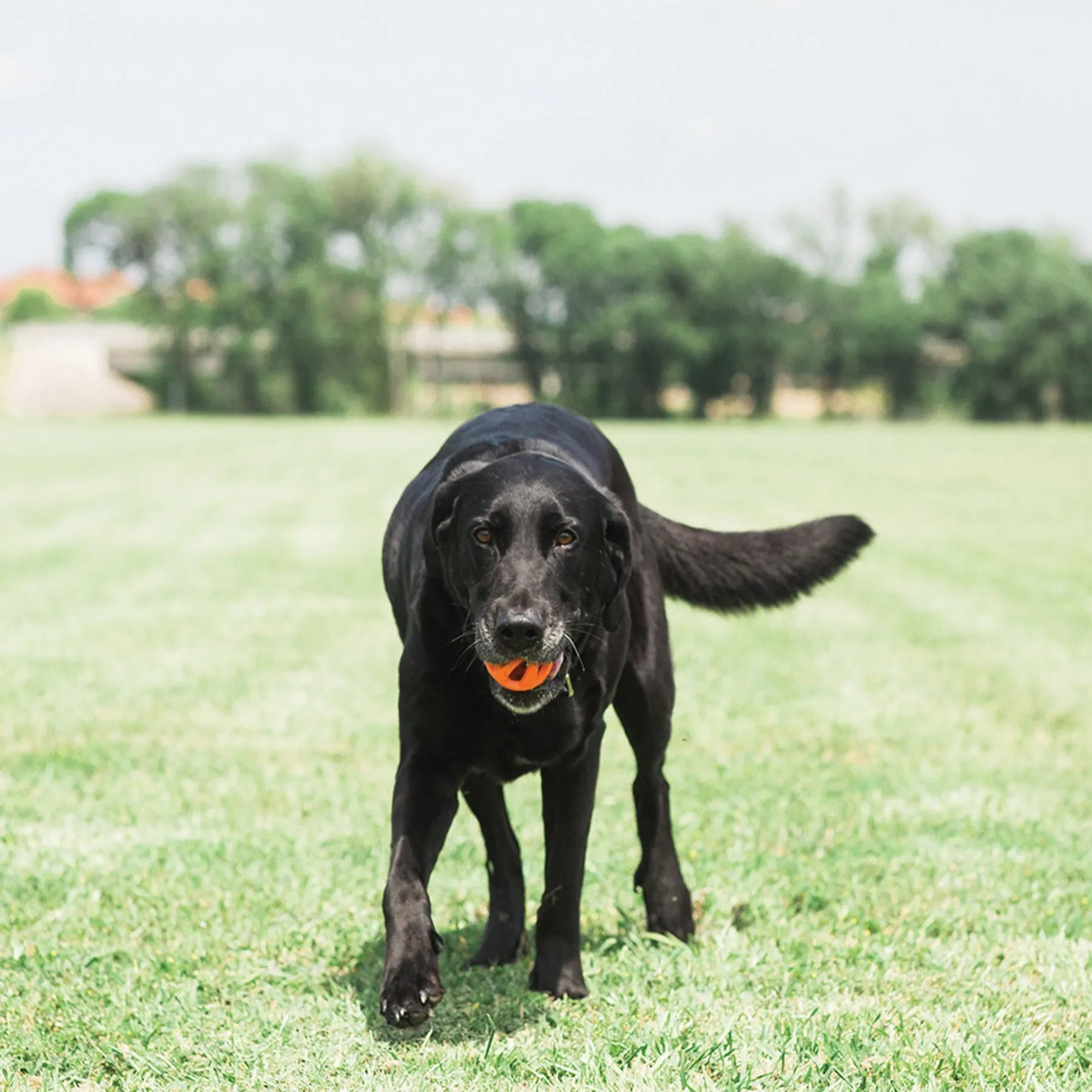 Chuckit! Air Fetch Ball