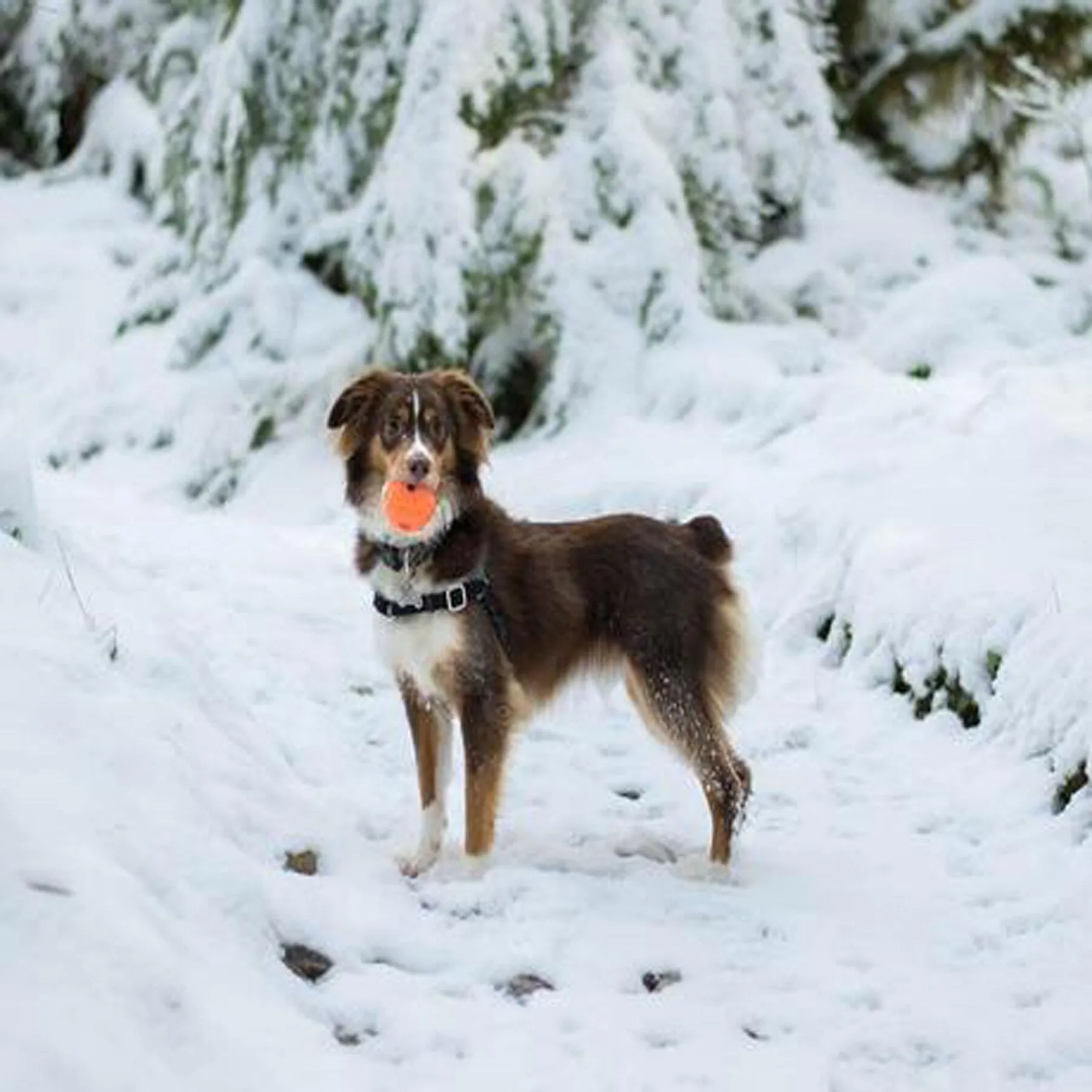 Chuckit! Fetch Ball Dog Toy