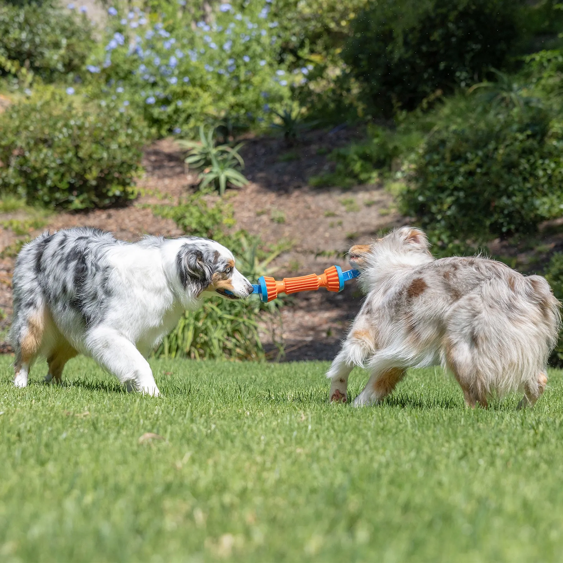 Chuckit! Rugged Bumper Dog Toy