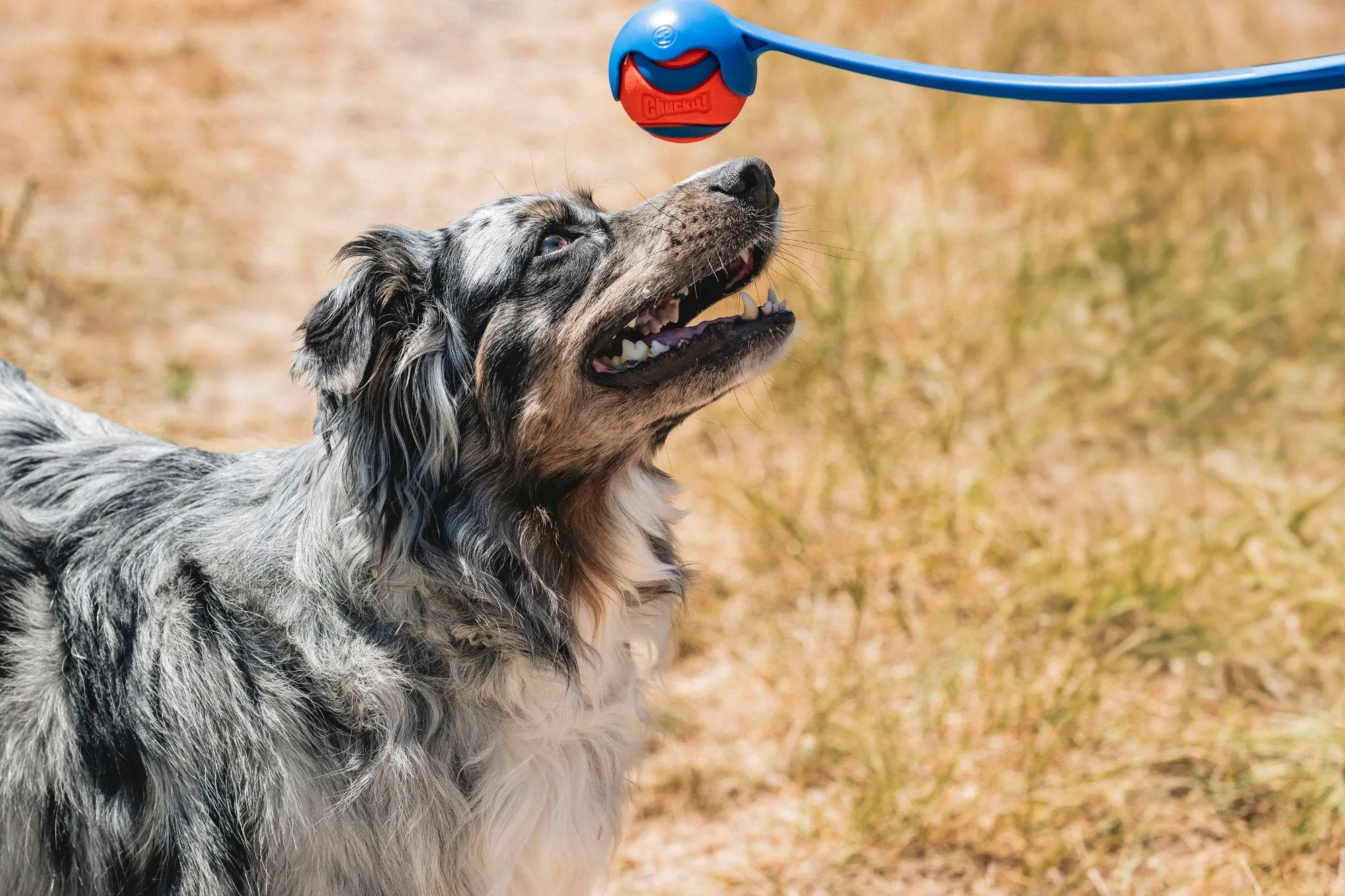 Chuckit! Ultra Squeaker Ball