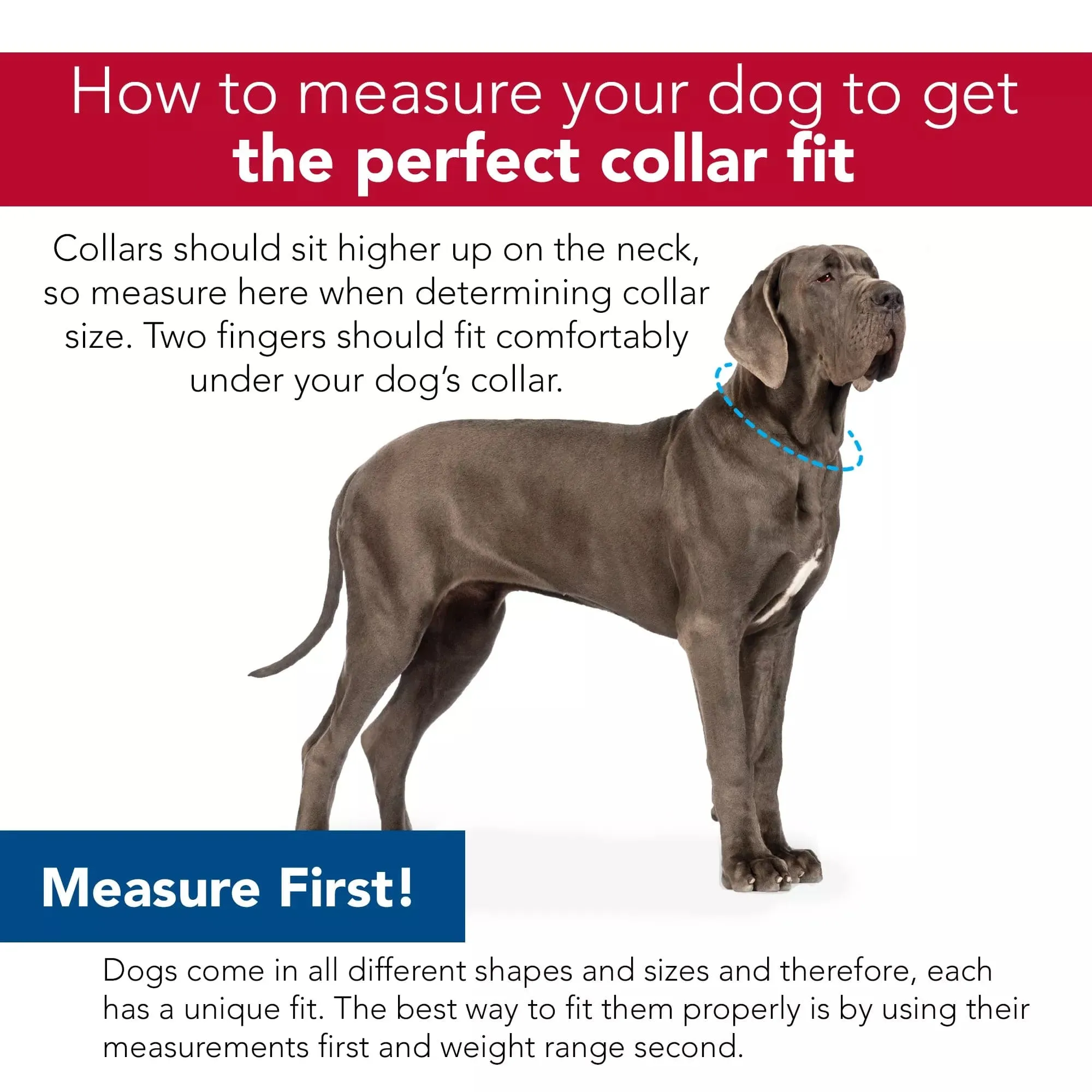 Coastal Pet Products Sublime Adjustable Dog Collar in Red Blue Graffiti with Red Stars