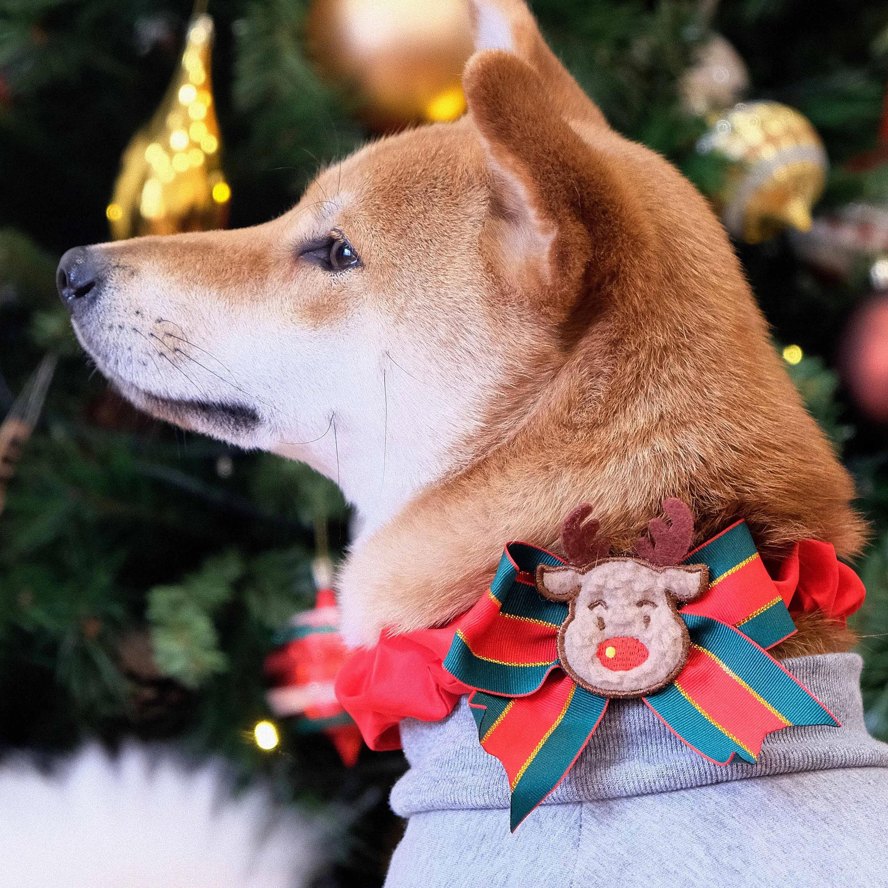 Festival Fever Christmas Dog Collar Cover