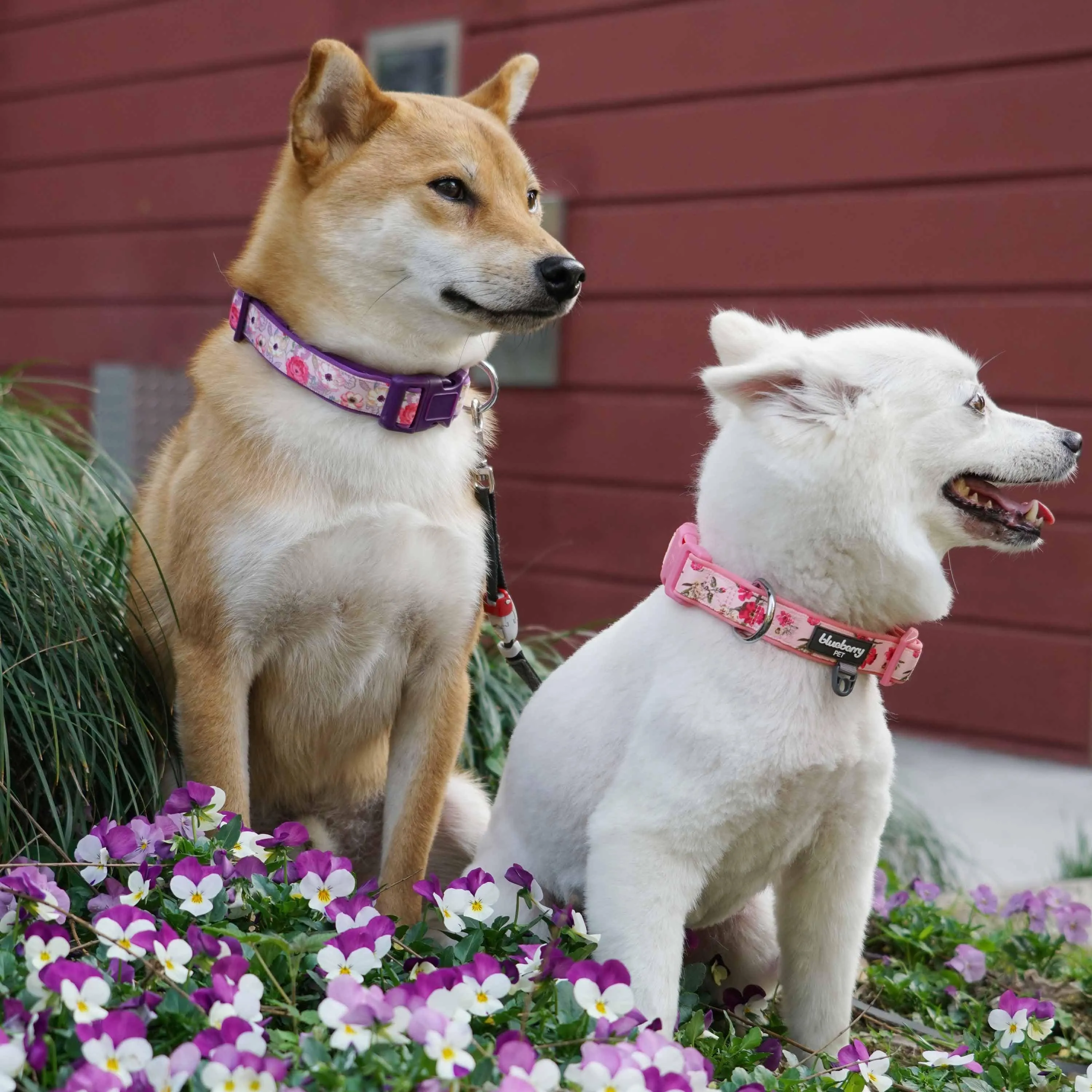 Floral Print Neoprene Padded Dog Collar