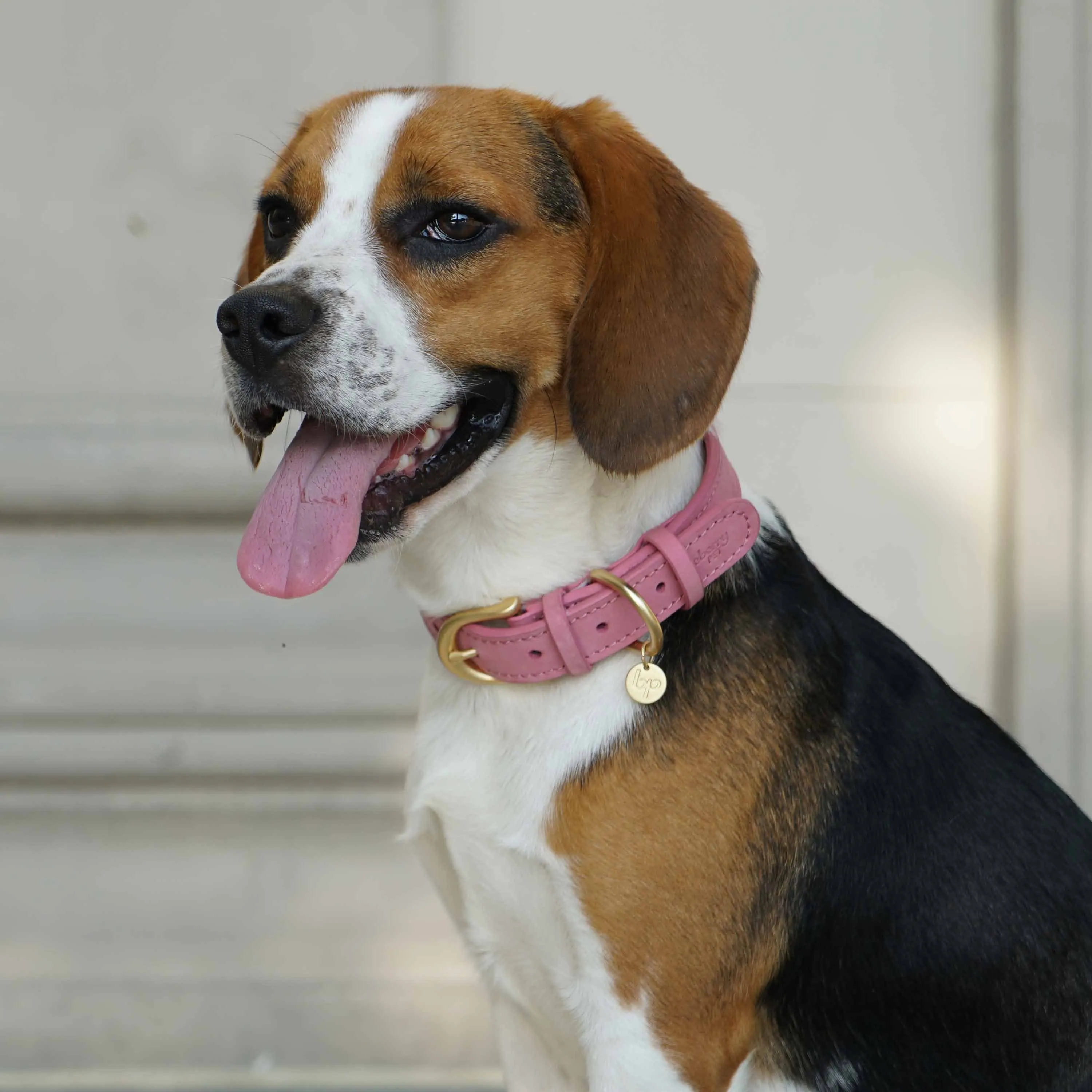 Full Grain Leather Dog Collar