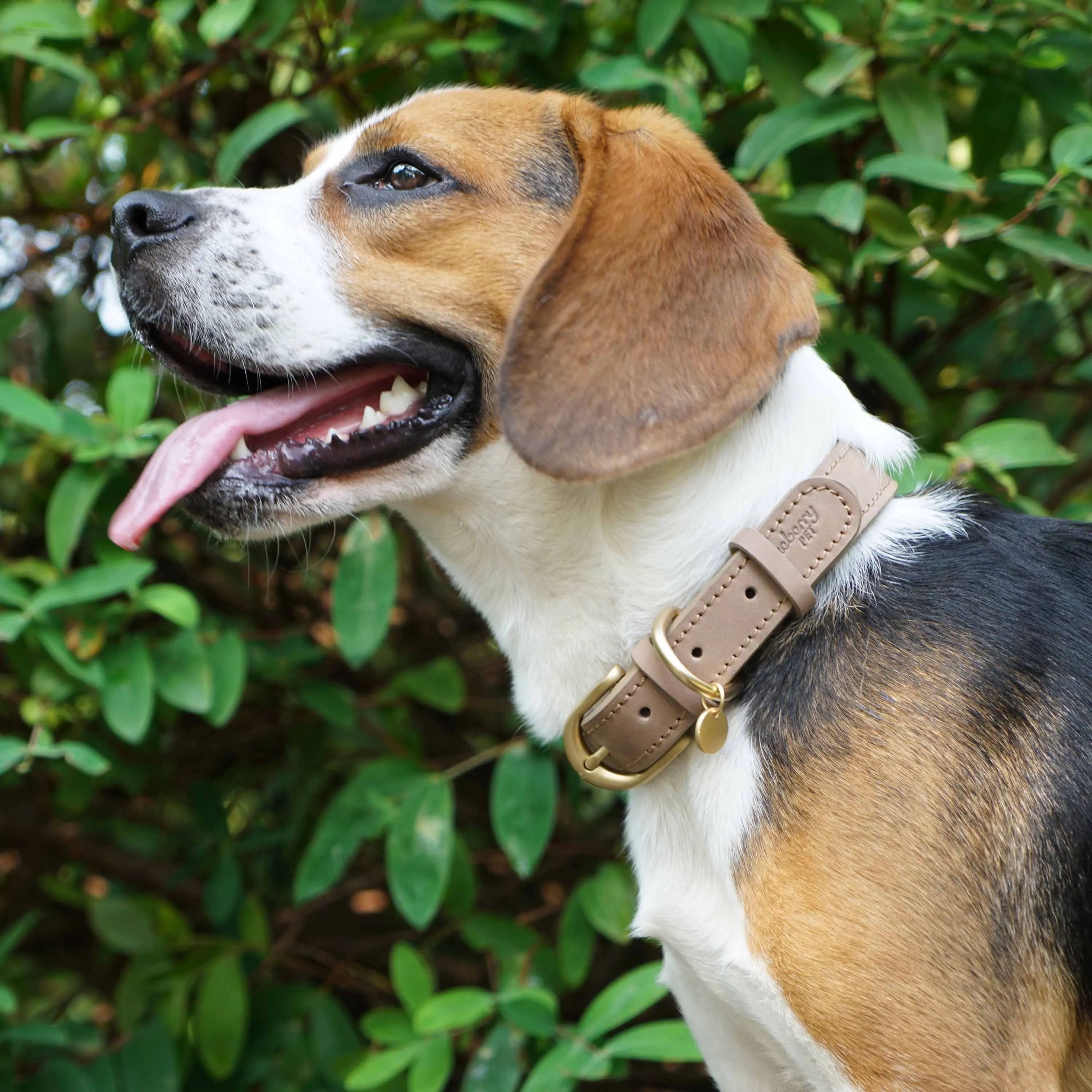 Full Grain Leather Dog Collar