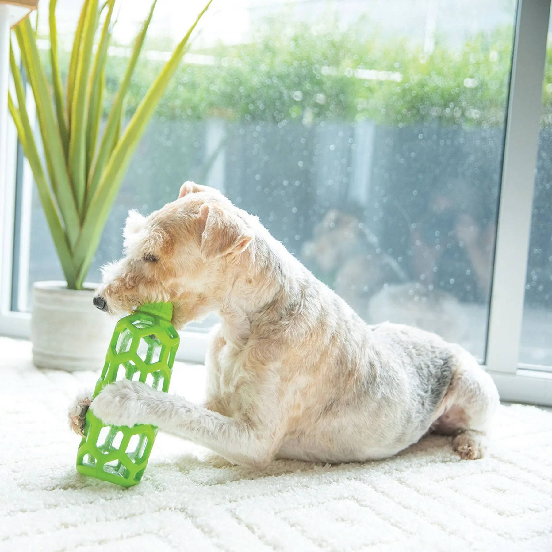 JW Hol-ee Water Bottle Dog Toy