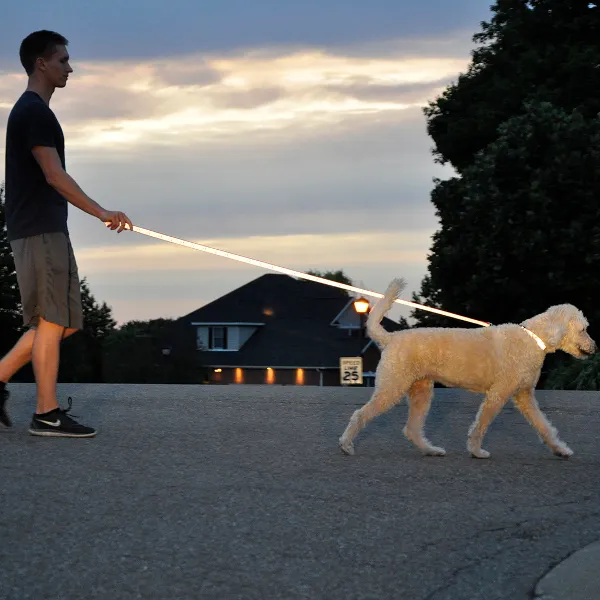 Lazer Brite Reflective Dog Collar - Lime