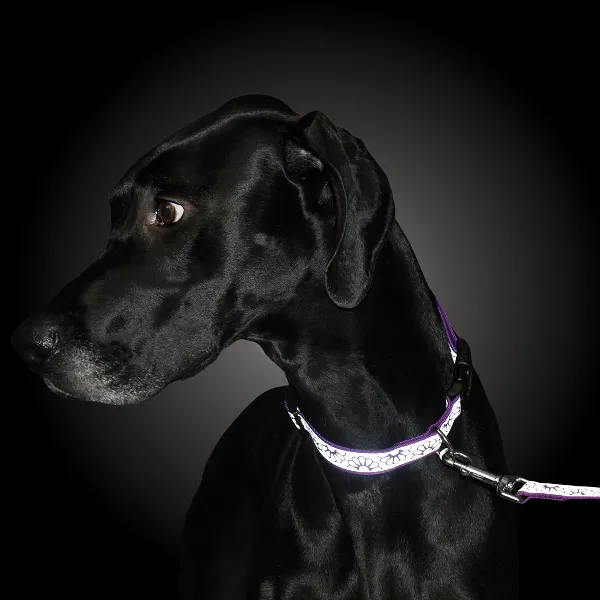 Lazer Brite Reflective Dog Collar - Lime