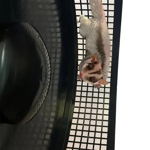 Madagascar Cage & Starter Pack for Sugar Gliders