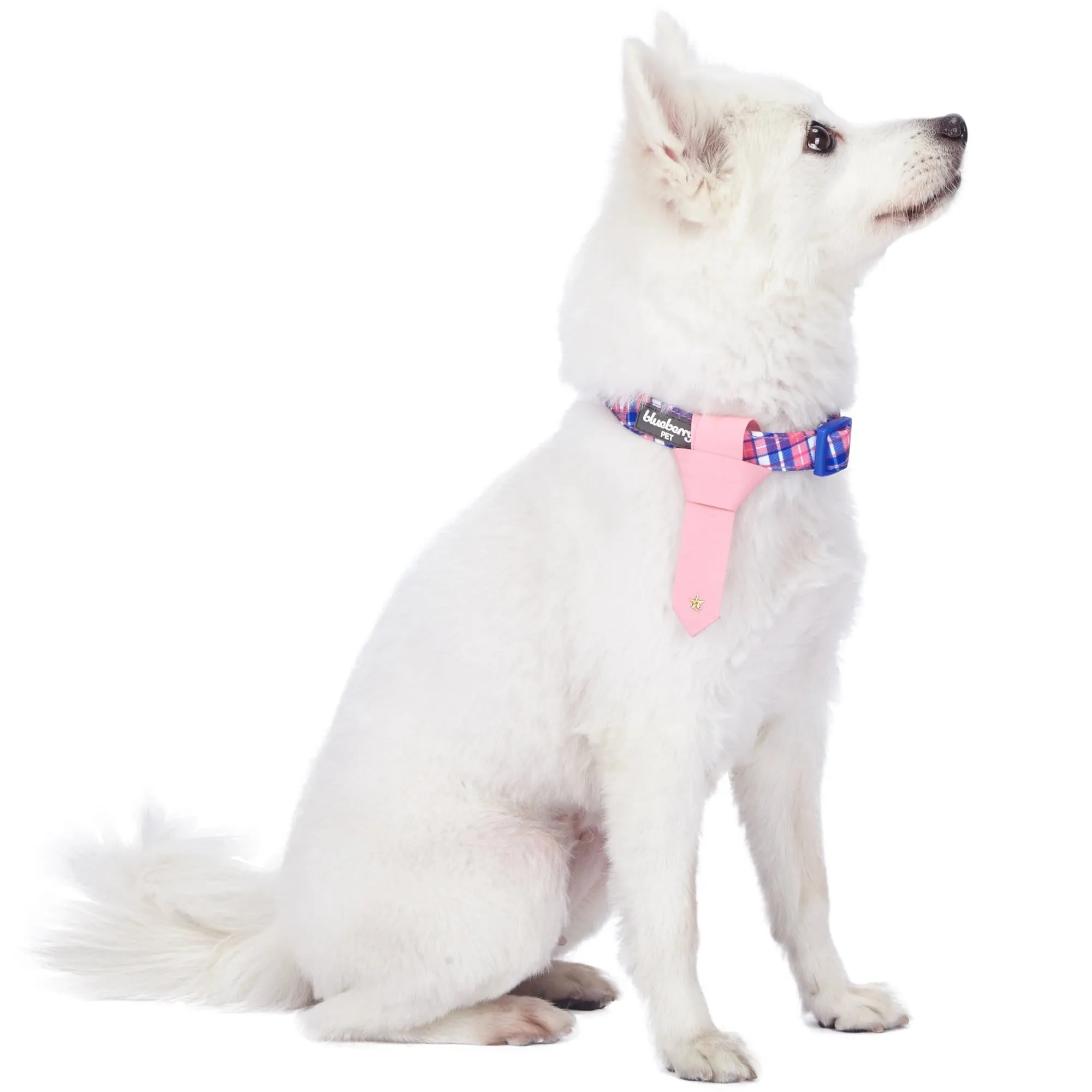 Multiple Hues Scottish Dog Collar with Tie